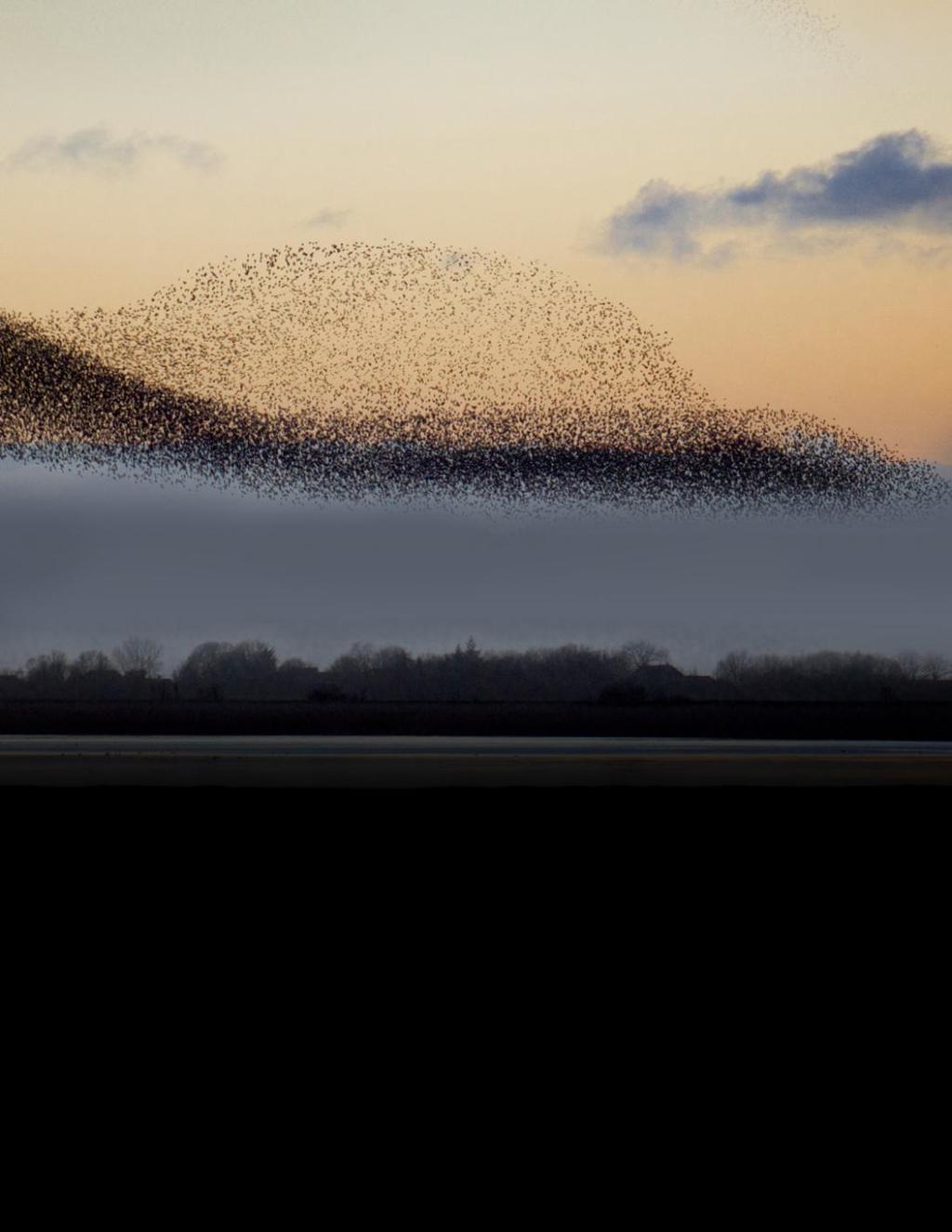 Murmuration is a phenomenon that results when hundreds, sometimes thousands, of starlings fly in swooping, pivoting coordinated moves through the sky. Always in agile unison.