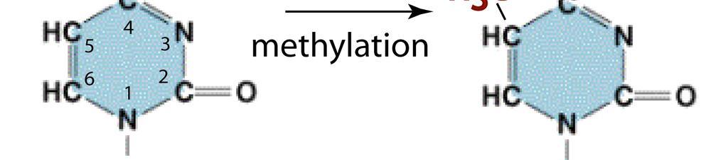 DNA Methylation DNA methylation occurs at 5MC within