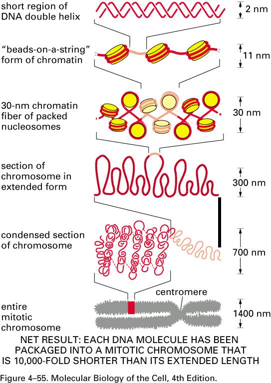 Chromatin Organization Multiple Levels of packing
