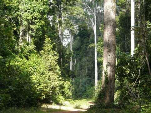 Is Tropical Forest Conservation through silviculture possible?