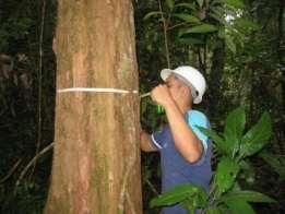 Main characteristics of Logging in the Tropics Many different timber species (more than