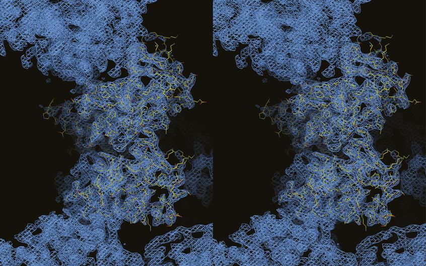 (B) Stereoscopic images of the structure of TubRC24 (density at 1.