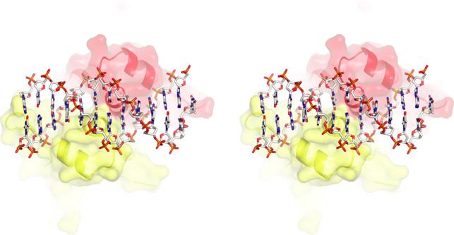 (A) Stereoscopic image of the structure of one dimer and DNA from TubRC (red and yellow, surface representation on cartoon, DNA in CPK colors) showing the major groove contact