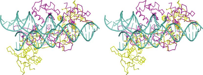 (A) Stereoscopic images of the structure of TubR (Cα ribbon representation, blue at N terminus, red at C