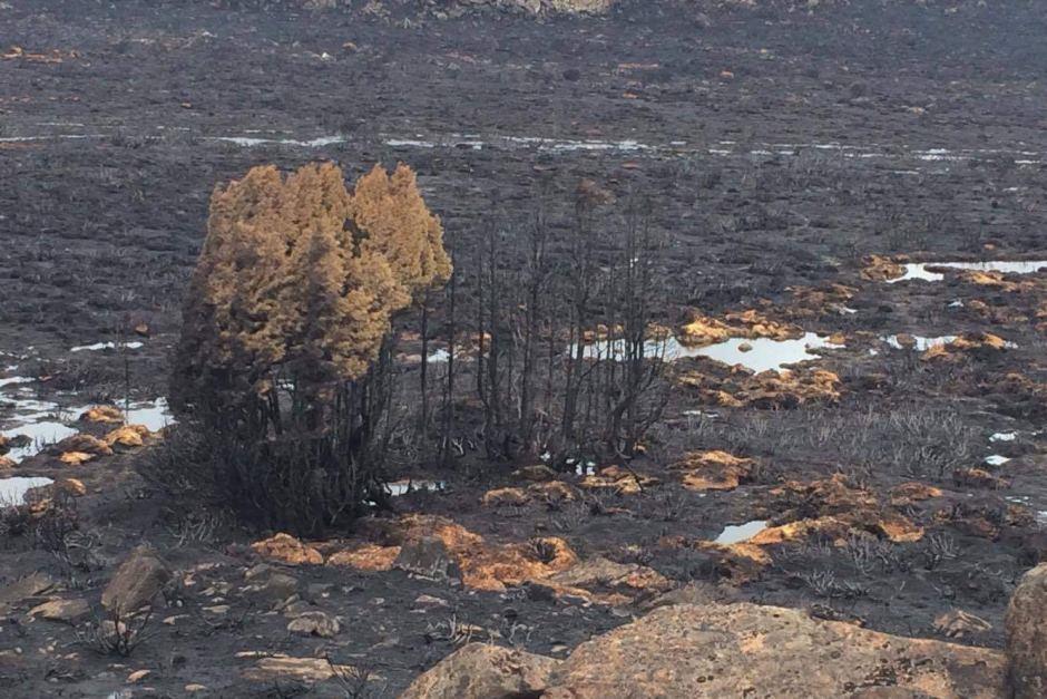 Australia 2016: Bushfires in Tasmania s World Heritage forests This is bigger than us.