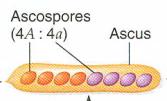 Cross with WT and sporulate to generate ascospores 3.