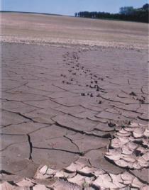 Erosion and soil loss a result of