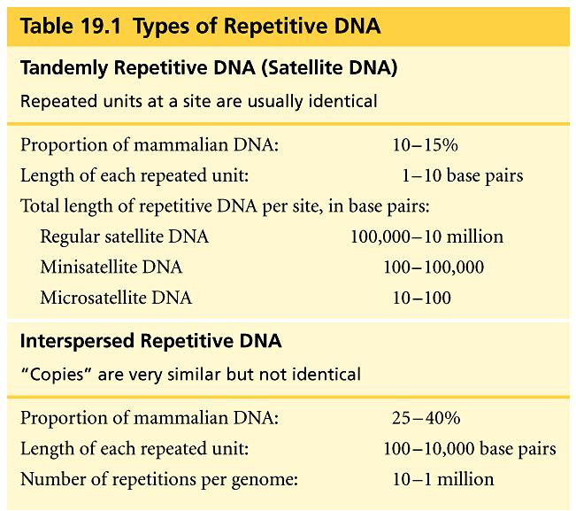 RNAs sirnas junk DNA as part of the other 97% What about the rest of the DNA?