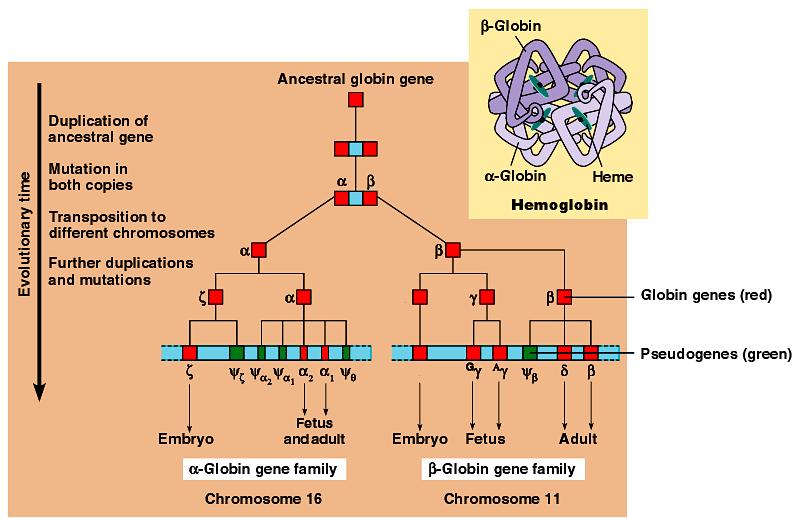 Families of Genes Human globin gene family evolved from duplication of common ancestral globin gene Different versions are