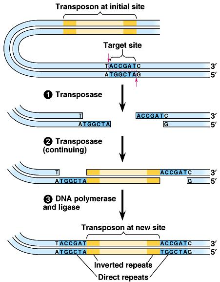 Transposons Insertion of transposon sequence in new