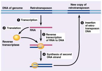 editing the mrna protecting mrna as it travels through cell