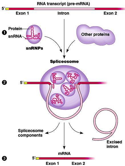 snrnps recognize splice site sequence cut & paste RNA as ribozyme some mrna can
