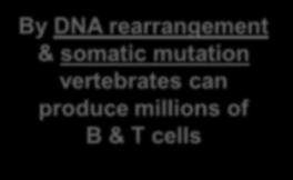 in eukaryotes? How do cells with the same genes differentiate to perform completely different, specialized functions?