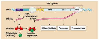 non-coding DNA regulatory sequences: promoters, operators Prokaryote vs.