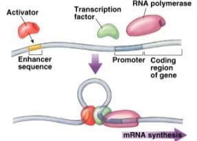 DNA Methylation Methylation of DNA blocks transcription factors no transcription = genes