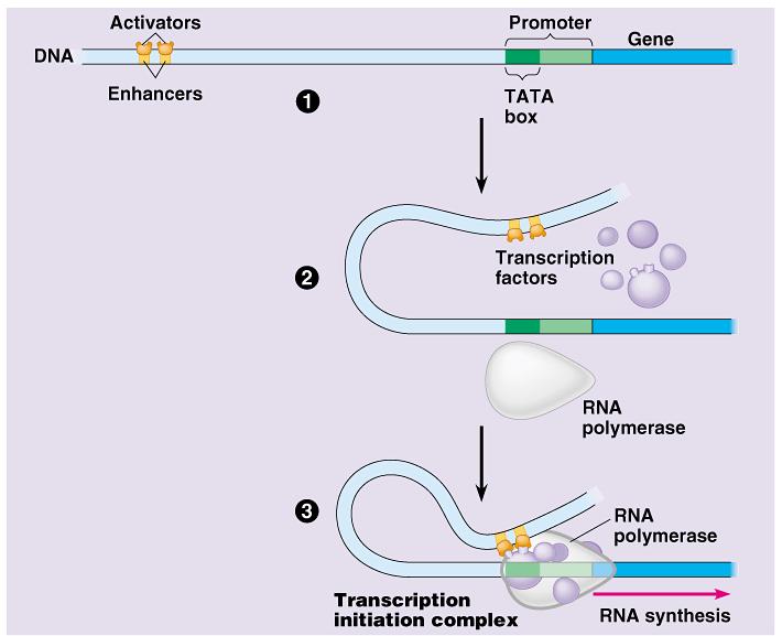 nearby control sequence on DNA binding of RNA polymerase & transcription factors base rate