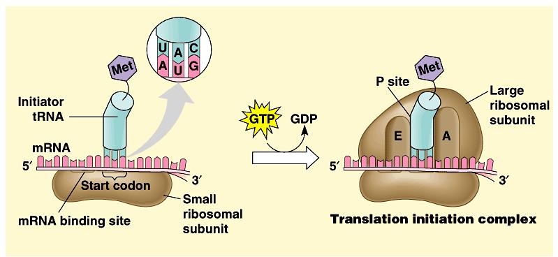 Control of Translation Block initiation stage regulatory proteins