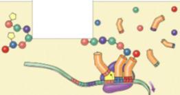 mrna transport in cytoplasm -protection by 3 cap & poly-a tail 5.