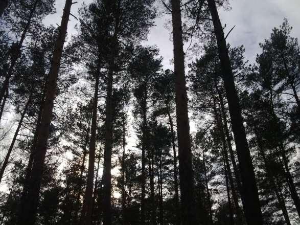 Study area mature clear-cut stands Scots Pine (Pinus