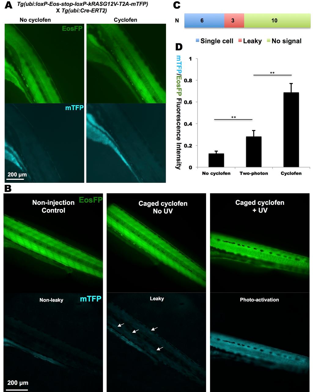 Fig. S7. Constitutive activation of krasg12v in transgenic fish lines.