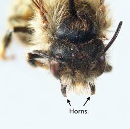 Cavity-nesting solitary bees Each cavity-nesting female bee makes nests in locations where long, tube-like holes are abundant, such as hollow twigs, abandoned beetle burrows and tunnels in sides of