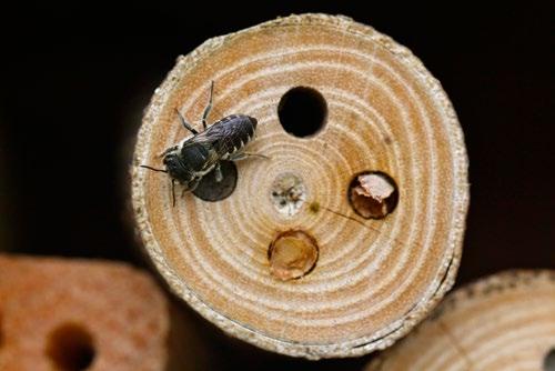 Leafcutter Bees (Megachile species) Leafcutter bees (Figure 2) are small to medium-sized bees with stout bodies, dark coloration, and bands.