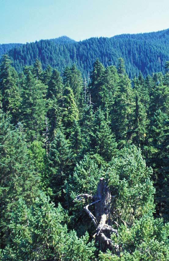 Managing Insects and Diseases of Oregon Conifers D.C. Shaw, P.