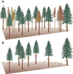 Management strategies 2 Bark beetles Western pine beetle In old-growth forests: Remove large, weakened trees; for example, those with thin foliage, flat-top crowns, and a live-crown ratio (proportion