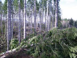 Managing blowdown Douglas-fir beetle (Dfb) Dfb often is associated with tree mortality after large wind storms. Outbreaks usually are local and can persist for 2 to 3 years.