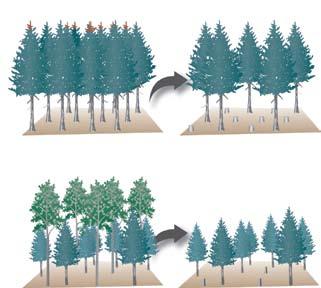 Option 1 Option 2 Figure 5-2. White pine weevil management for Sitka spruce. Option 1: Plant at high densities (no wider than 9 by 9 feet) and grow for 20 to 25 years before thinning.