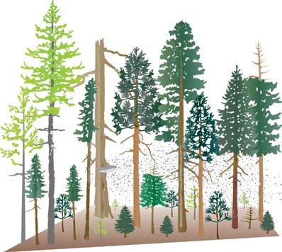 Uneven-age management When managing stem decays, uneven-age management is more appropriate in some forest types, such as pure ponderosa pine, than in others, such as true-fir-dominated forests,