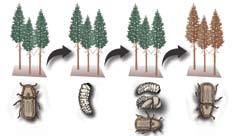 Chapter 2 Bark Beetles, Wood Borers, and Ambrosia Beetles 1 Bark beetles Bark beetles (Table 2-1, pages 4 7) are small, native insects that can do a lot of damage if not managed.