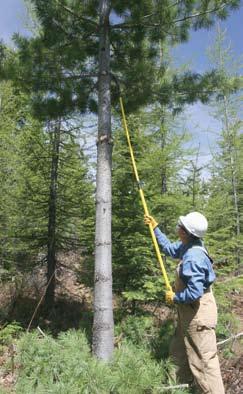 bushes in spring and then back to pines in fall. Therefore, controlling the distribution of currant bushes within 0.5 mile of pines has been thought to help control the disease.
