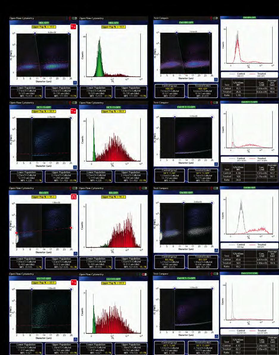 Figure 2 - Examples of transfection efficiency monitoring for four separate cell lines: HEK-293 (row 1), HCT-15 (row 2), ID8 (row 3), and LS 174T (row 4).