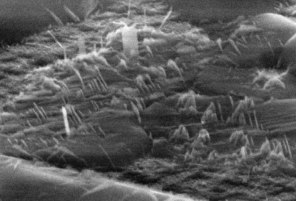 Results: Titanium Dioxide Coatings 1 µm Figure 10.15: SEM image of the surface of the titania sample 5, deposited onto float glass, annealed at 800 o C.