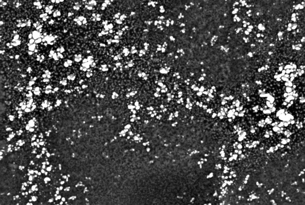 post-deposition annealed at 600 o C for 1 hour. Silver clusters 1 µm Figure 14.