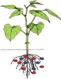 Molecular-based strategies to exploit strains 173 Plant host Biological solutions for control of crop disease Microbial behaviour in soil Adaptation to stress Host selection Colonisation Secondary