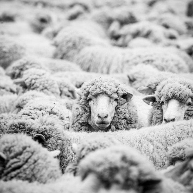 RESPONSIBLE WOOL AT EILEEN FISHER Supply Chain Traceability