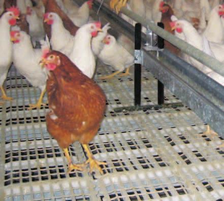 littered area has to be at least one third of the ground surface; ( 9 hens/m 2 usable area, of at least 30 cm width, floor slope must not exceed 14 % or 8 and headroom must be at least 45 cm; ( 120