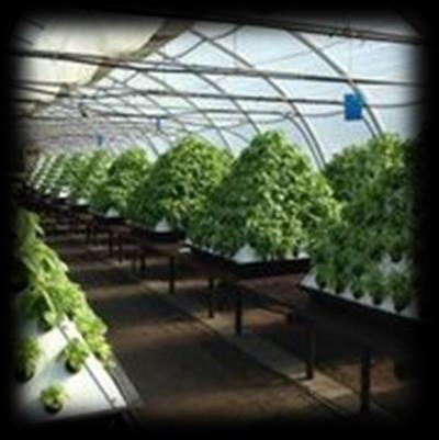 Pyramid Garden, aeroponic vertically growing system increases yield