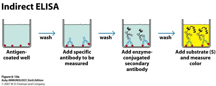 Capture antigen using plate-bound