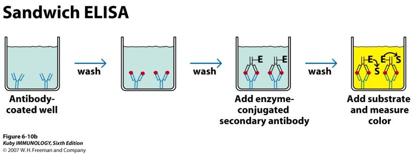 antibody-enzyme conjugate Colorometric