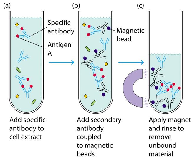 Immunoprecipitation Immunoprecipitation: variations of the method. + Antiantibody Protein A or Protein G Protein A and Protein G: bacterial cell wall proteins that binds to Ig.