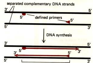 PCR polymerase chain reaction heat cool medium Section between primers is to be amplified One cycle After