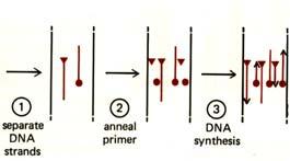 Can think of it as artificial natural selection the DNA strand between primers copies itself, so it very