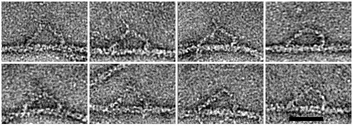 36 nm [Myosin V steps electron microscopy] (6) The actin filament helical pitch is 36 nm.
