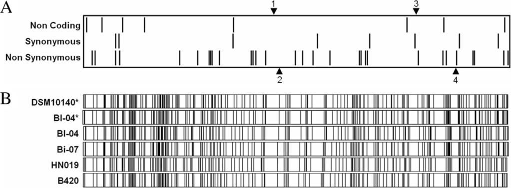 4146 BARRANGOU ET AL. J. BACTERIOL. Strain Genome size (bp) TABLE 1.