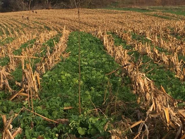 The 2016 average crop yield for No-till corn on corn using cover crops and bedding pack manure was 225 bu/ac.