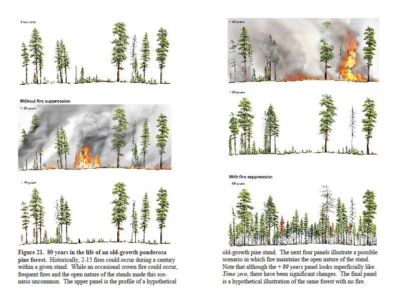 Historical dynamics of fire and succession in Ponderosa Pine
