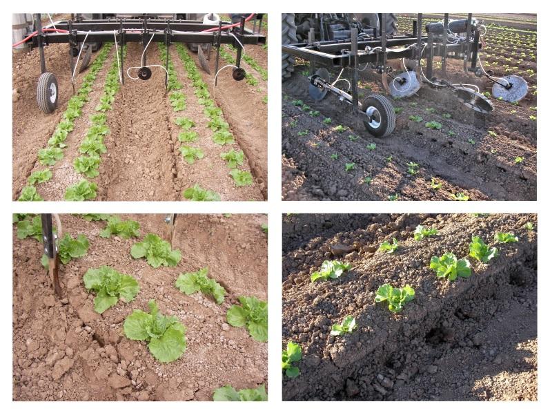 Fig. 1. Two bed knife blade applicator operating in iceberg lettuce (upper left) and close up view of bed after application.